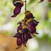 Samtbohne (Mucuna sempervirens)