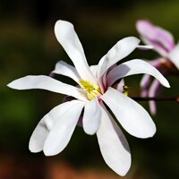 Sternmagnolie (Magnolia stellata)