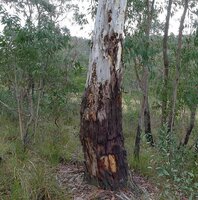Kerzenrinden-Eukalyptus (Eucalyptus rubida)
