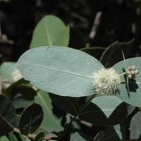 Omea eukalyptus (Eucalyptus neglecta)