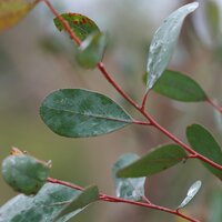 Sumpfgummi (Eucalyptus camphora)