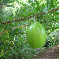 Kalebassenbaum (Crescentia cujete)