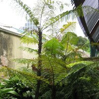 Schwarzer Baumfarn (Cyathea rebeccae)