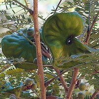 Ohrenfruchtbaum (Enterolobium cyclocarpum)