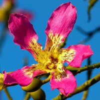 Seidenbaum (Ceiba speciosa)