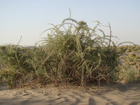 Schwarze Goji-Beere (Lycium ruthenicum)