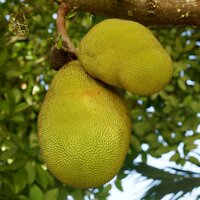 Jackfrucht (Artocarpus heterophyllus)
