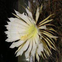 K&ouml;nigin der Nacht (Selenicereus grandiflorus)