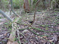 K&ouml;nigin der Nacht (Selenicereus grandiflorus)