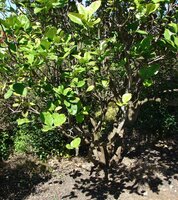 Pampelmuse (Citrus maxima)