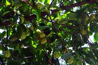 Goraka (Garcinia gummi-gutta)