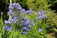 Afrikanische Lilie (Agapanthus praecox)