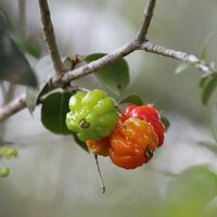 Surinamische Kirsche (Eugenia uniflora)