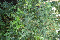 Surinamische Kirsche (Eugenia uniflora)