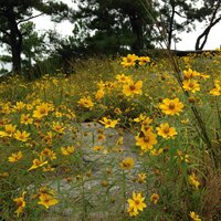 Porters Sonnenblume (Helianthus porteri)