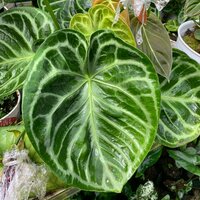 Anthurium (Anthurium crystallinum 'Dorayaki')