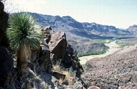 Palmenlilie (Yucca rostrata)