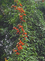 Goldblatt-Bauhinia (Phanera aureifolia)
