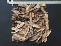 Frangipani (Plumeria rubra)