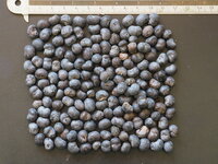 Chinesische F&auml;cherpalme (Trachycarpus fortunei)