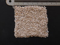 Sesam (Sesamum indicum)