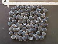 Schwarzer Perlenbaum (Majidea zanguebarica)