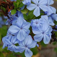 Plumbago (Plumbago auriculata)