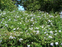 Plumbago (Plumbago auriculata)