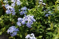 Plumbago (Plumbago auriculata)