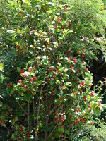 Mickey-Mouse-Pflanze (Ochna thomasiana)