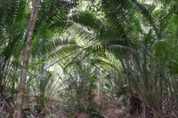 Bertam-Palme (Eugeissona tristis)