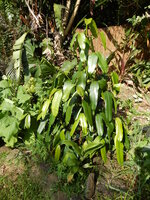 Moendoe (Garcinia xanthochymus)