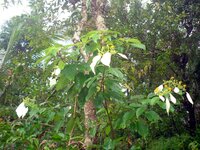 Flaggenstrauch (Mussaenda frondosa)