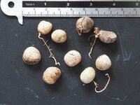 Surinamische Kirsche (Eugenia uniflora)