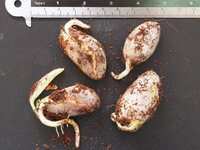 Jackfrucht (Artocarpus heterophyllus)