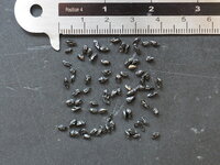 Kletterzwiebel (Bowiea volubilis)