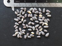 Flaschenbaum (Brachychiton rupestris)