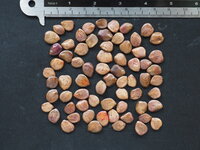 Paradiesvogelstrauch (Caesalpinia gilliesii)