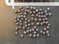 Indisches Blumenrohr (Canna indica)