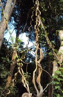 Kletternder Orchideenbaum (Lasiobema scandens)