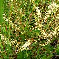 Kletternder Orchideenbaum (Lasiobema scandens)