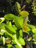 S&uuml;dindische Pflaume (Syzygium caryophyllatum)