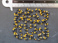 Affenhandbaum (Chiranthodendron pentadactylon)