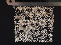 Quinoa (Chenopodium quinoa)