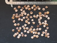 Kalebassenbaum (Crescentia cujete)