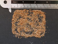 Papyrus (Cyperus papyrus)
