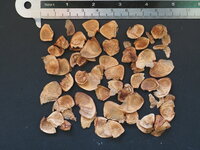 Gymealelie (Doryanthes excelsa)