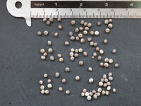 Kuhhorn-Euphorbie (Euphorbia grandicornis)