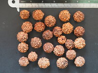 Rudraksha (Elaeocarpus ganitrus)