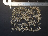 Chenillepflanze (Acalypha hispida)